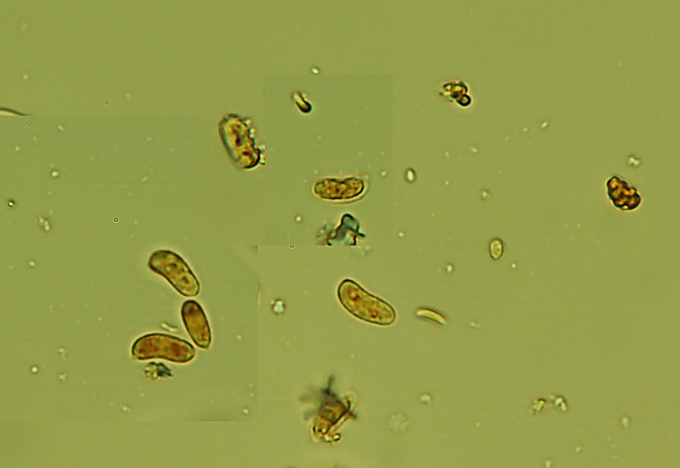 Amylostereum laevigatum? (Peniophora malenonii)